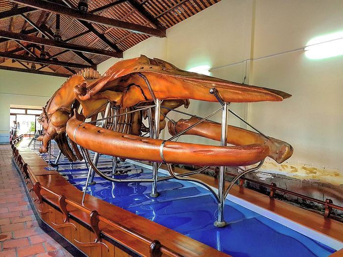 Dinh Vạn Thủy Tú Phan Thiết - Nơi lưu giữ bộ xương cá voi lớn nhất Đông Nam  Á - Du lịch Phan Thiết Mũi Né